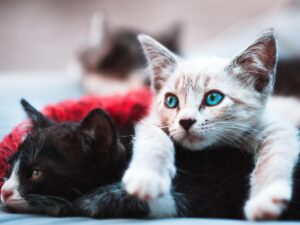 bsachjjahch hascjhasc