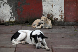 12INT-INDIA-DOGS-gwlh-threeByTwoLargeAt2X 1 » cinishodha.com 12INT INDIA DOGS gwlh threeByTwoLargeAt2X scaled 1